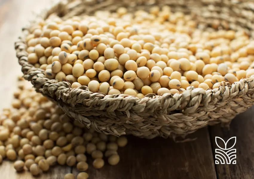 Bioinsumos na Produção de Soja Inovação e Sustentabilidade no Campo