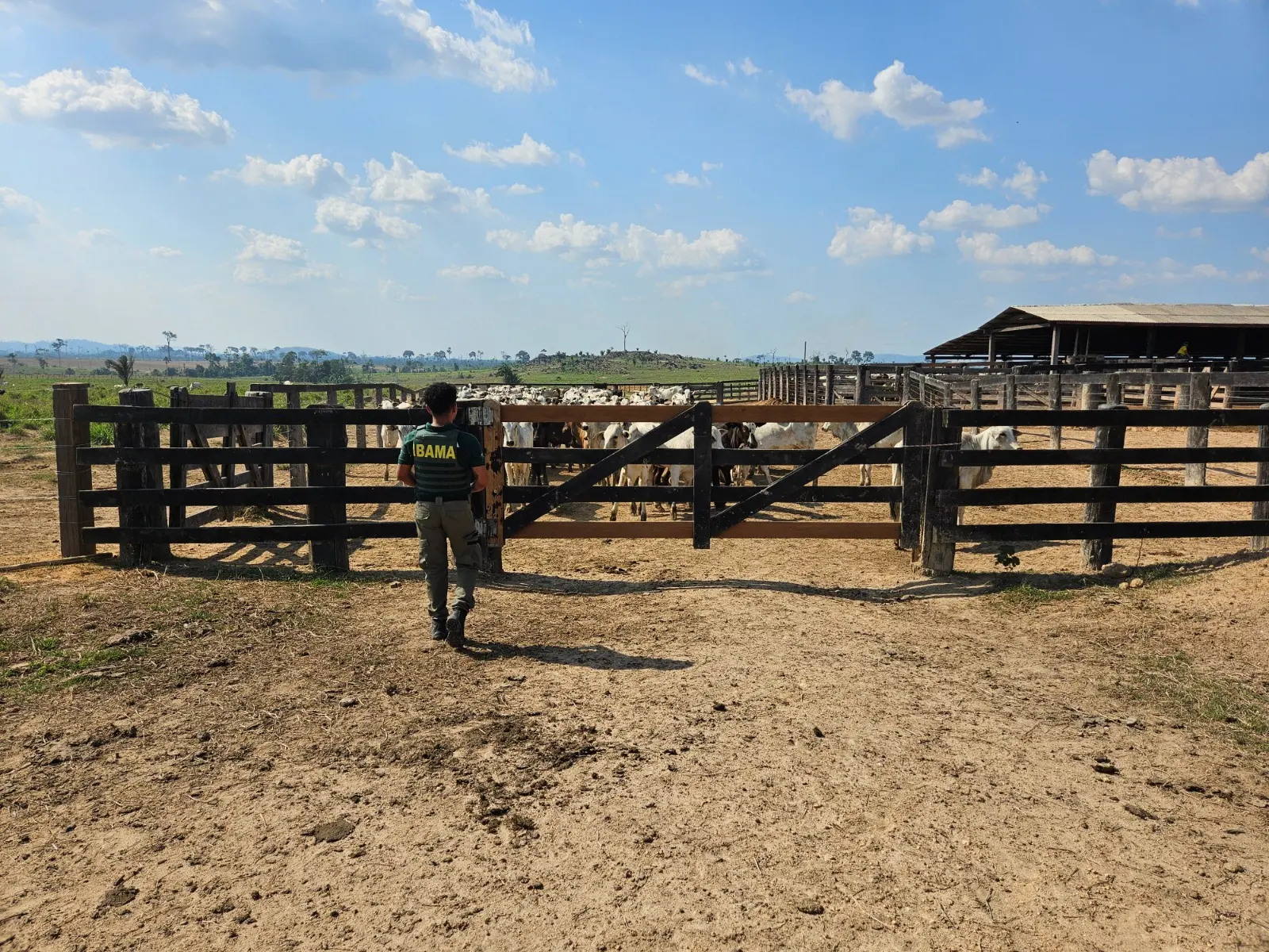 Ibama Intensifica Combate ao Desmatamento com Operação Carne Fria 2