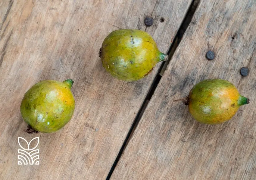 BNDES Impulsiona Inovação em Combustíveis Renováveis com Investimento Milionário