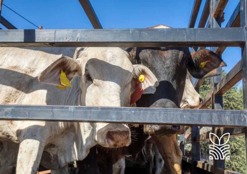Fiscalização em Dom Eliseu apreende 100 cabeças de gado avaliadas em mais de R$ 230 mil